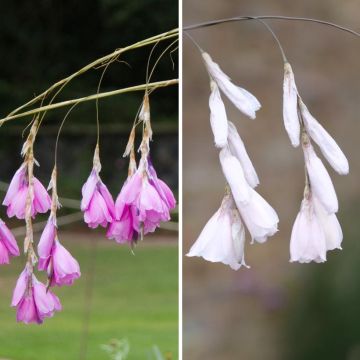 Duo of pink and white Dieramas