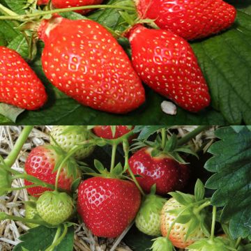 Gariguette and Mara des Bois Strawberry Duo