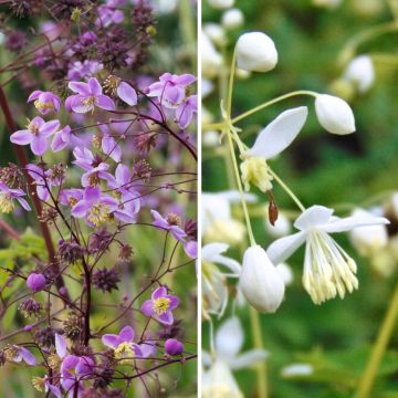 A pair of Thalictrum delavayi