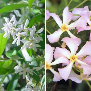 Trachelospermum  - Collection of Scented Star Jasmines