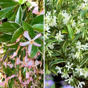 Collection of scented star jasmines - Trachelospermum jasminoides and Trachelospermum asiaticum Pink Showers and Winter Ruby