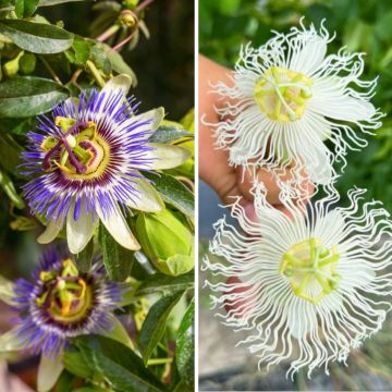 Duo of Passiflora