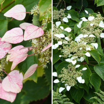 A pair of Schizophragma - Schizophragma hydrangeoides and the variety Rose Sensation (Roseum)