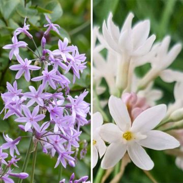 Duo of Tulbaghias