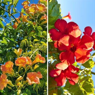 Pair of Campsis tagliabuana