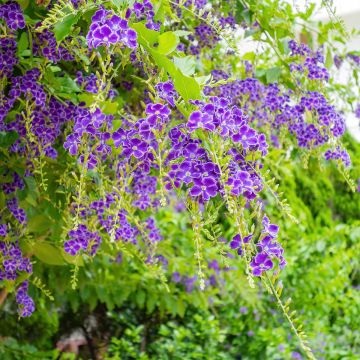 Duranta repens