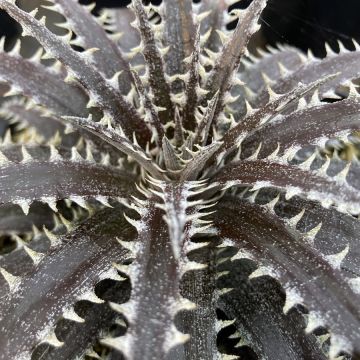 Dyckia Brittle Star