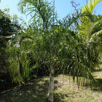 Dypsis plumosa - Queen Palm