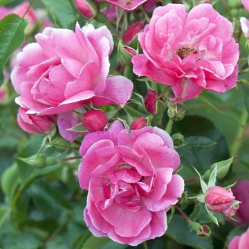 Rosa  Decorosier Emera Noatraum - Standard Rose