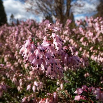 Erica carnea Pink Spangles