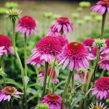 Echinacea Catherina - Rudbeckia pourpre