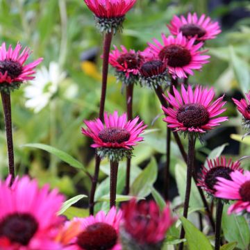 Echinacea Fatal Attraction - Rudbeckia pourpre