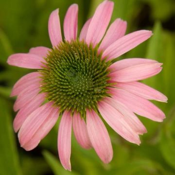 Rudbeckia ou Echinacea purpurea Kim's Knee High