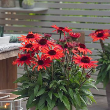 Echinacea purpurea Sun Magic Vintage Orange - Purple Coneflower