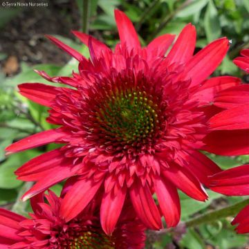 Echinacea Sunny Days Ruby - Purple Coneflower