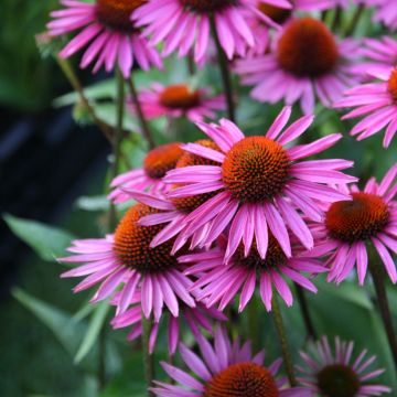 Echinacea purpurea Pica Bella - Purple Coneflower