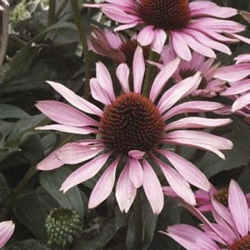 Rudbeckia ou Echinacea purpurea The King