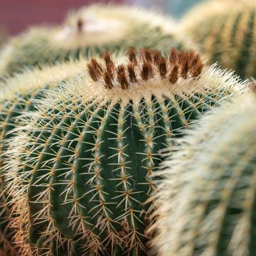 Echinocactus grusonii - Golden barrel cactus