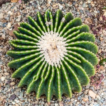 Echinocactus grusonii var. brevispinus - Golden barrel cactus
