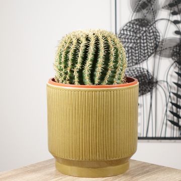 Echinocactus grusonii var. brevispinus - Golden barrel cactus