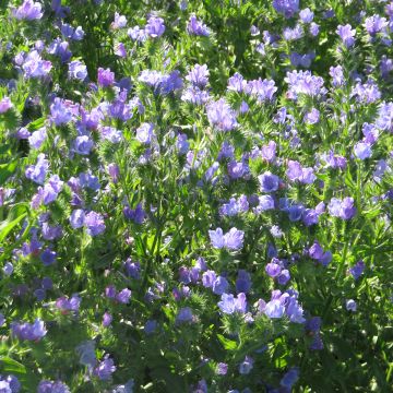 Echium vulgare Blue Bedder Seeds - Vipers Bugloss