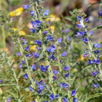 Echium vulgare 