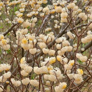 Edgeworthia chrysantha Grandiflora - Paperbush