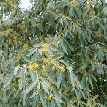 Elaeagnus angustifolia - Russian Olive