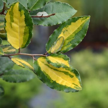 Elaeagnus ebbingei Eleador ® (Lannou)