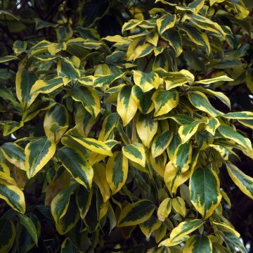 Elaeagnus ebbingei Gilt Edge - Oleaster