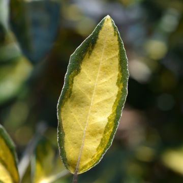 Elaeagnus ebbingei Limelight - Oleaster