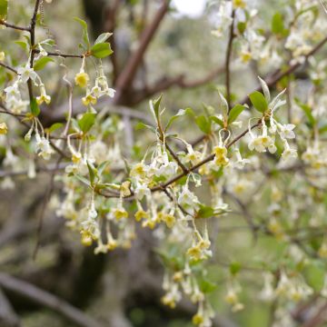 Elaeagnus multiflora - Goumi