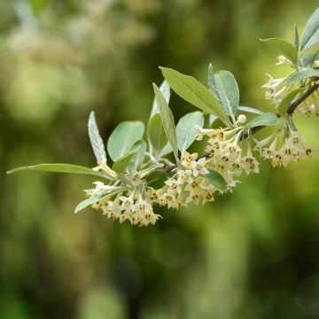 Elaeagnus umbellata - Japanese Silverberry