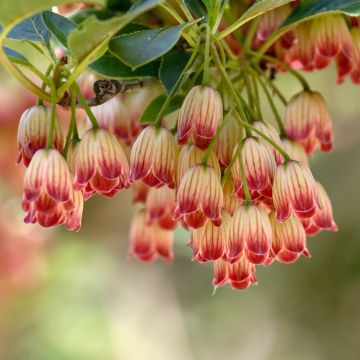 Enkianthus campanulatus Pagoda