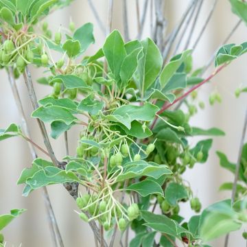 Enkianthus campanulatus Prettycoat