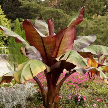 Ensete  ventricosum Maurelii