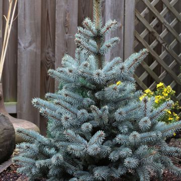 Picea pungens Blue Mountain - Blue Spruce