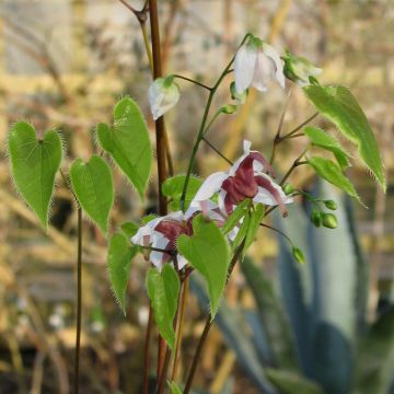 Epimedium epsteinii - Barrenwort