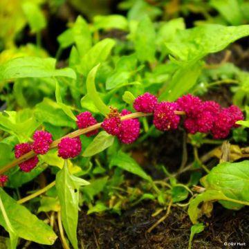 Strawberry Spinach - Chenopodium capitatum