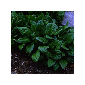 Spinach Matador Organic - Viking Spinach