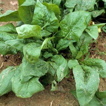 Spinach Matador Organic - Viking Spinach