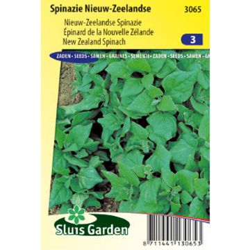 New Zealand Spinach - Tetragone - Tetragonia tetragonioides