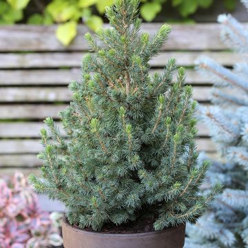 Picea glauca Biesenthaler Frühling - White Spruce