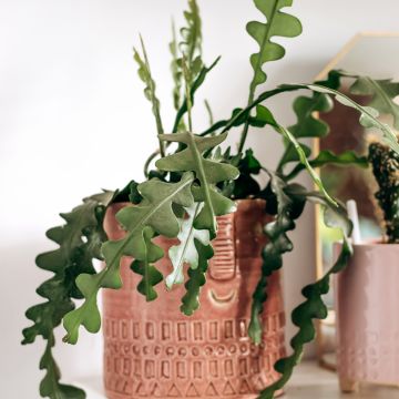Epiphyllum anguliger - Zig-zag cactus, fishbone cactus