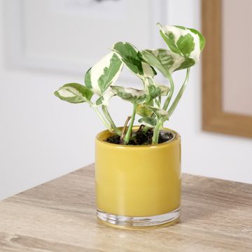 Epipremnum aureum 'Hansoti12' N'JOY - Pothos Enjoy