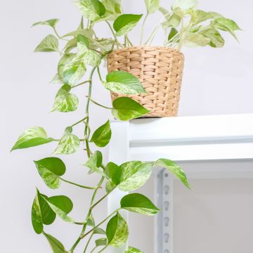 Epipremnum aureum Marble Queen - Lierre du Diable