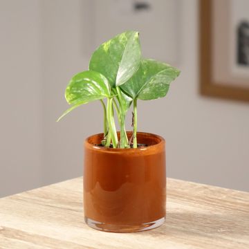 Epipremnum aureum - Golden Pothos