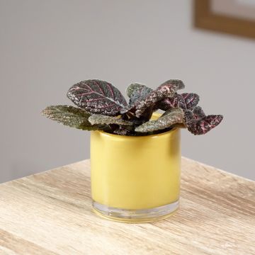 Episcia cupreata Pink Acajou - Flame violet