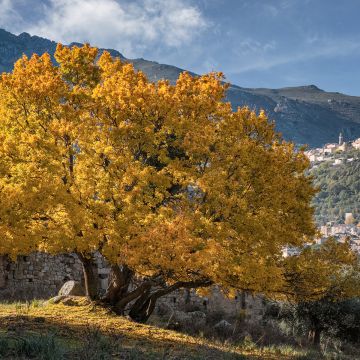 Acer monspessulanum 