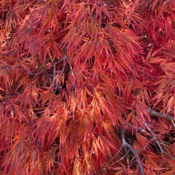 Acer palmatum Orangeola - Japanese Maple
